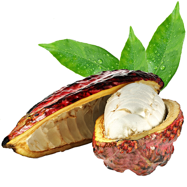 cacao pulpa grano fruta