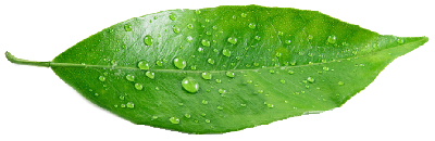 hoja cacao